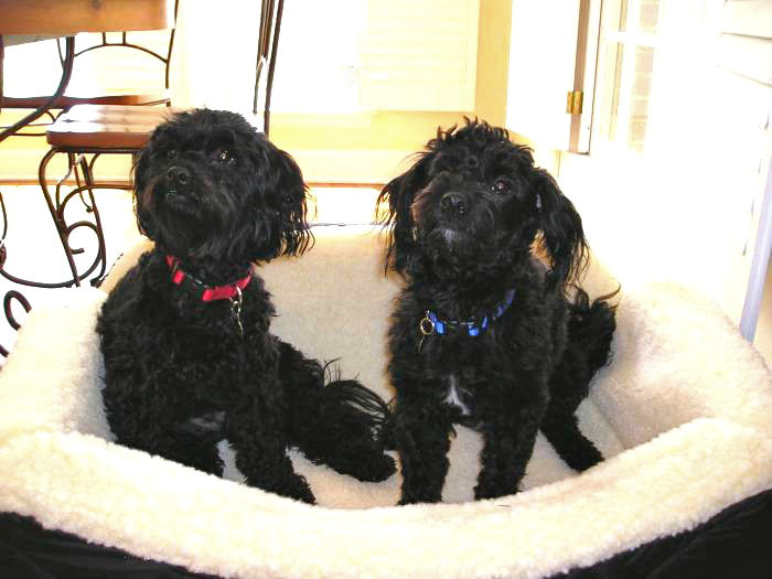 Shih+tzu+maltese+poodle+cross