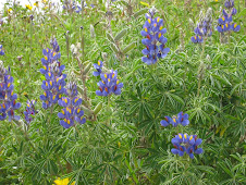 FLORES DE CUZCO