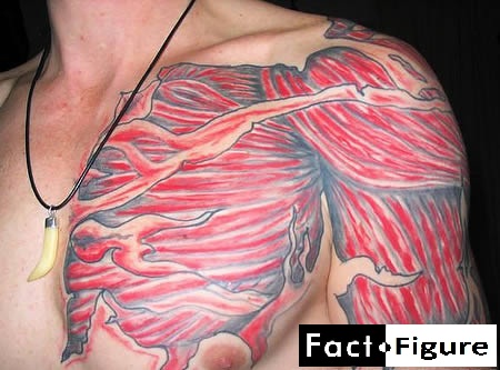muscle tattoo. Anatomical Tattoos