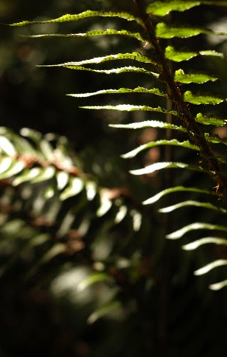 [ferns_lo.jpg]