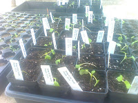 Collard seedlings, 14-days from sowing, potted up next to the Kilbourn grow lights