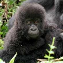 [Save+a+Gorilla.jpg]