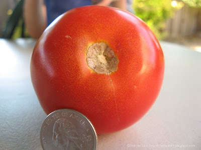 jackpot tomato