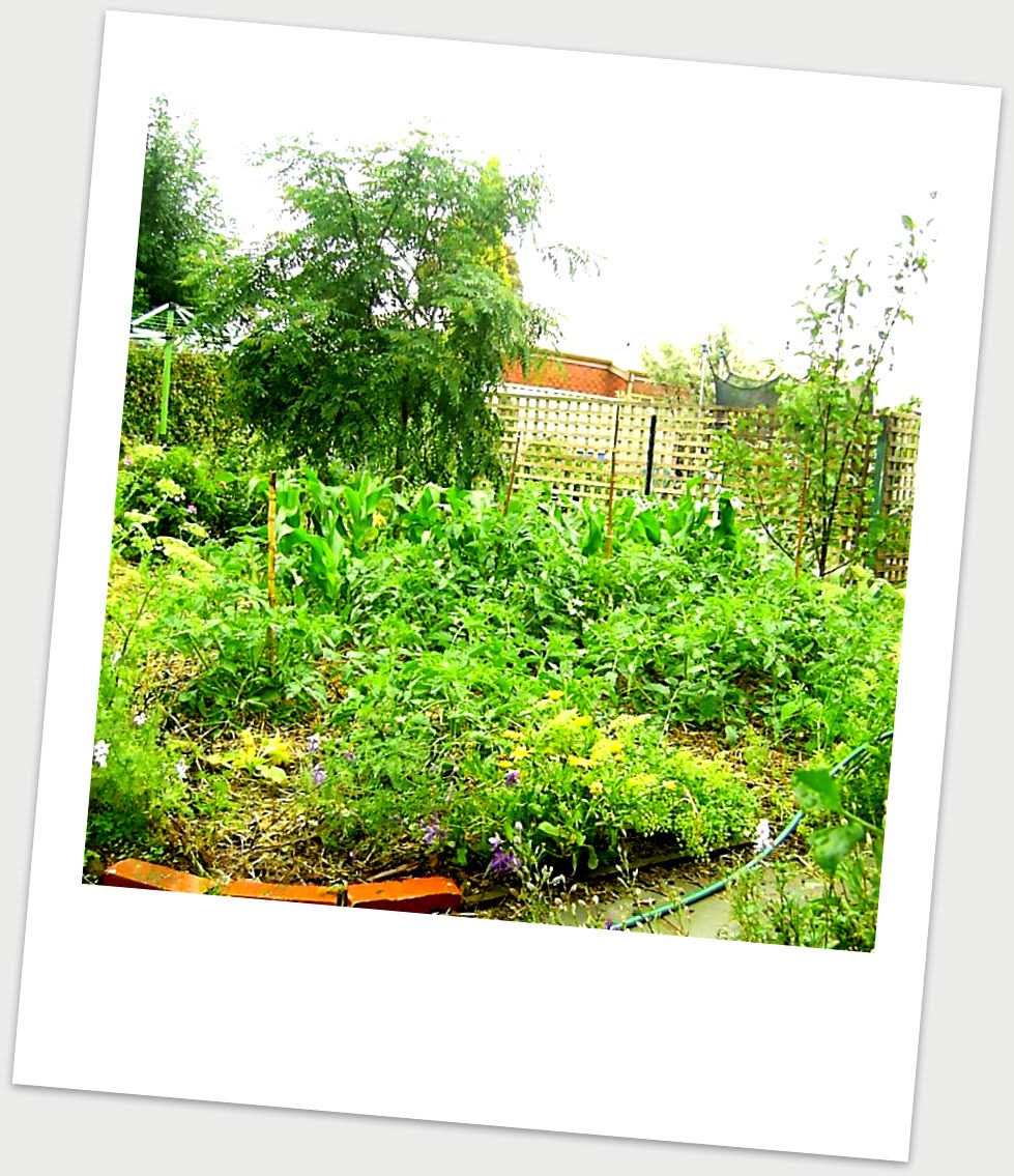 [garden+on+rainy+day.jpg]