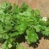 CORIANDER FOR CLEANING KIDNEYS
