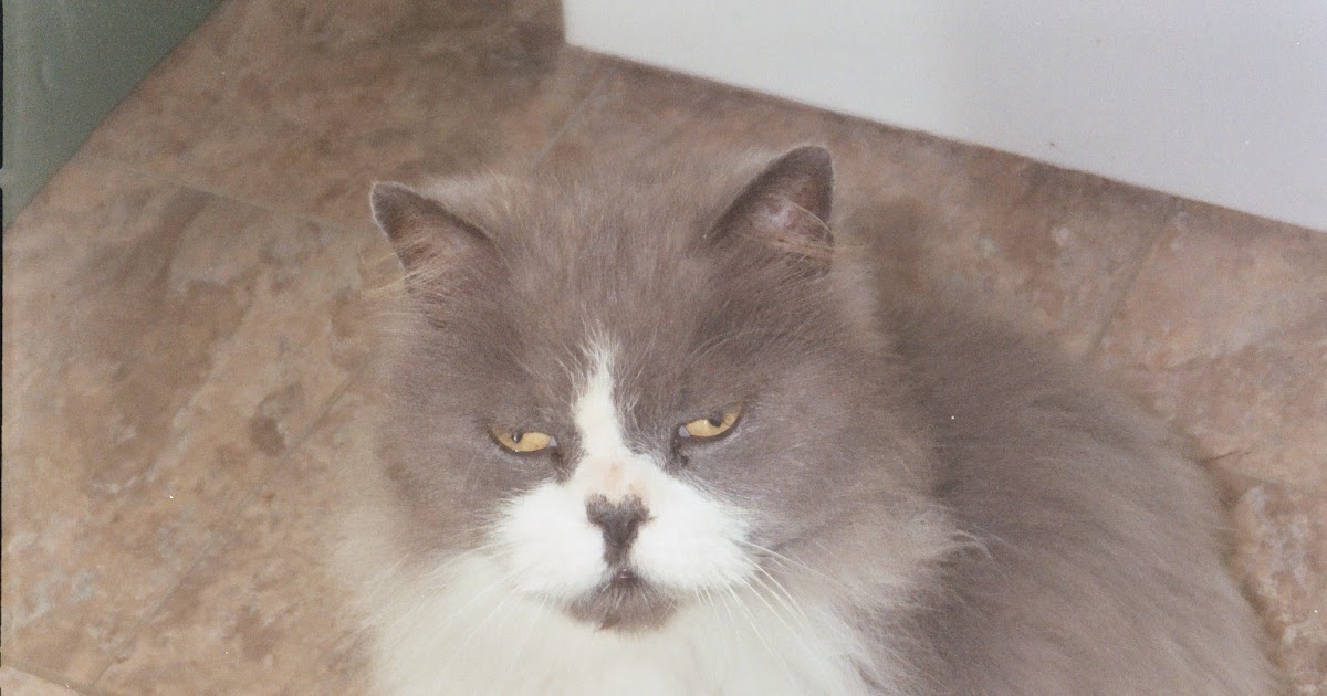 Cats and Dogs Naturally Electrolyte Solution Recipe