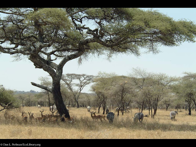 Tanzania' s Landscape