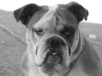 ZSA ZSA (SASA)