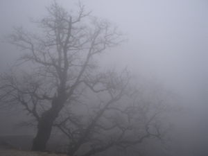 [Fog.jpg]