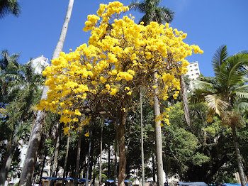 Ipê da Praça Tom Jobim