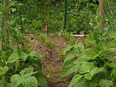 Garden 09 - June
