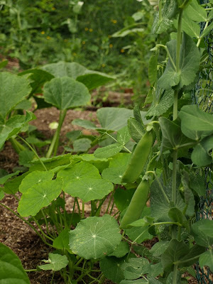 Garden 09 - June