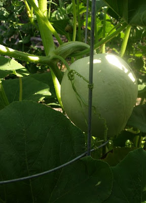 Garden 8-1-09