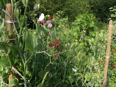 Garden 8-1-09
