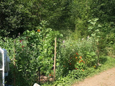 Garden 8-1-09