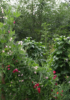 Garden 8-14-09