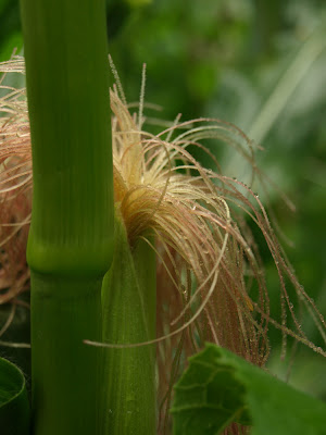 Garden 8-14-09
