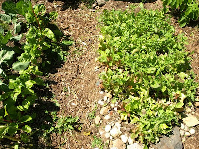 garden 7/21/10