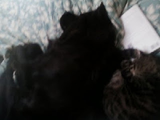 Dog and Cat