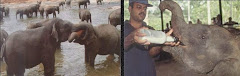 Pinnawal Elephant Orphanage