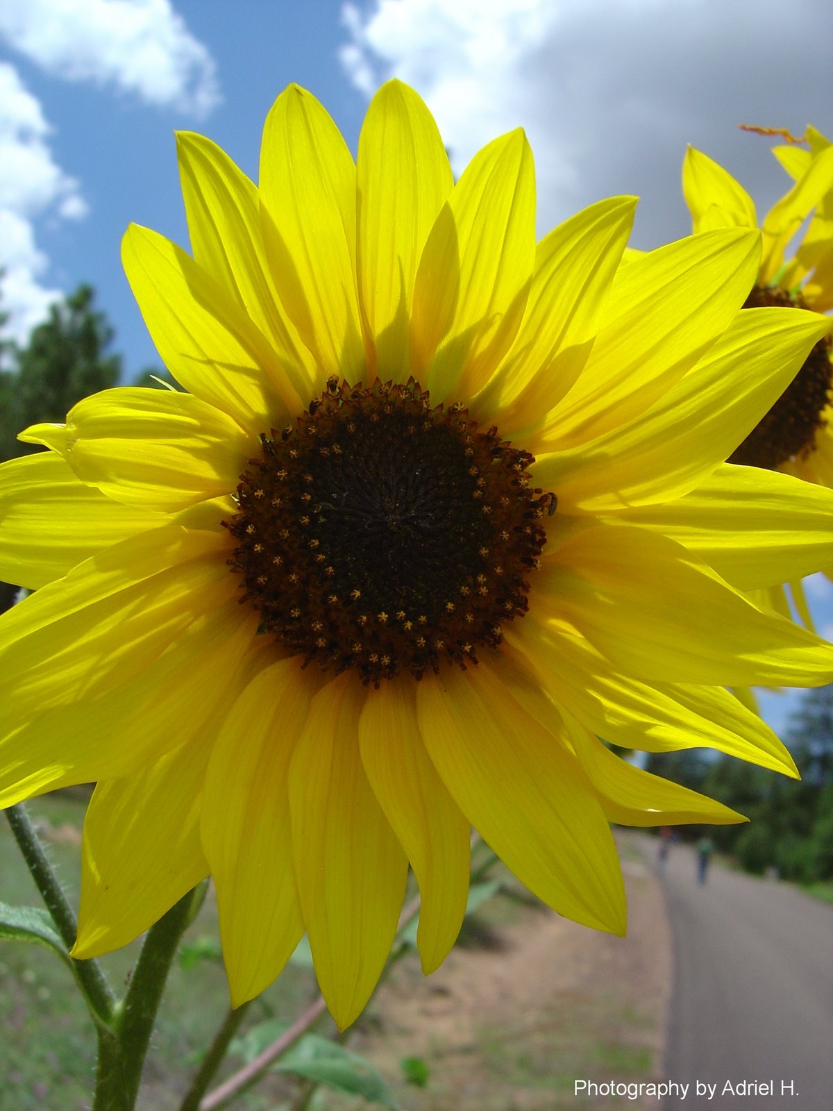 [sunflower.JPG]