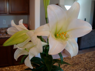 Close up of bloomed Lillies 