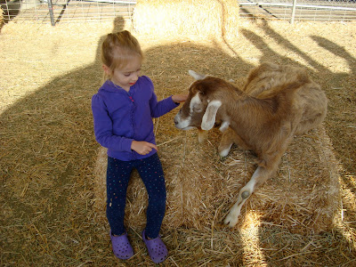 Young girl sitting on bail of hay next to goat feeding it