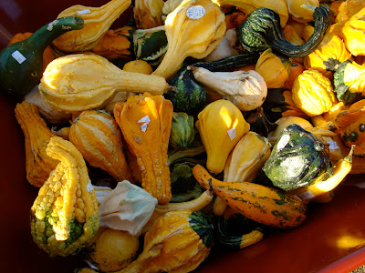 Close up of multiple gourds in wheelbarrow