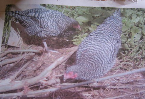 [hens.jpg]