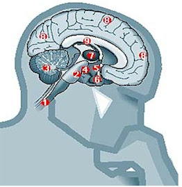 REGENERACIÓN NEURONAL