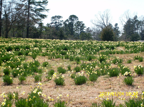 Daffodils @ Wye Mountain, 2008