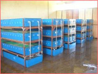 Revolution Penternakan Ketam Nipah Revolution Penternakan Ketam Nipah