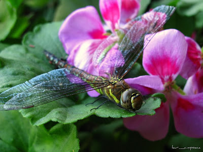 libelula-dragonfly