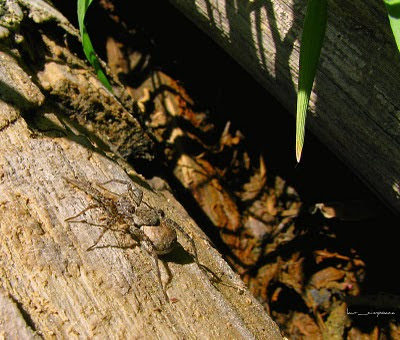 Paianjen Spider Αράχνη Araneae