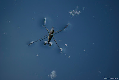 Paianjen de apa Water Strider Paianjen de apa Water Strider