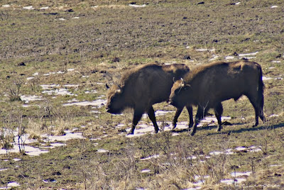 Zimbri Bucsani-Zimbraria Neagra-Dambovita-Bison Bonasus