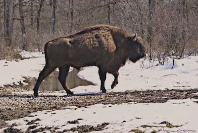 Zimbri Bucsani-Zimbraria Neagra-Dambovita-Bison Bonasus