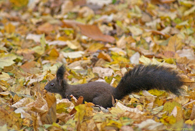 Veverita-Squirrel-Σκίουρος-Eichhörnchen-Mókus-Écureuil-Esquilo-Ardilla