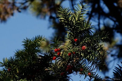 Tisa (Taxus baccata)