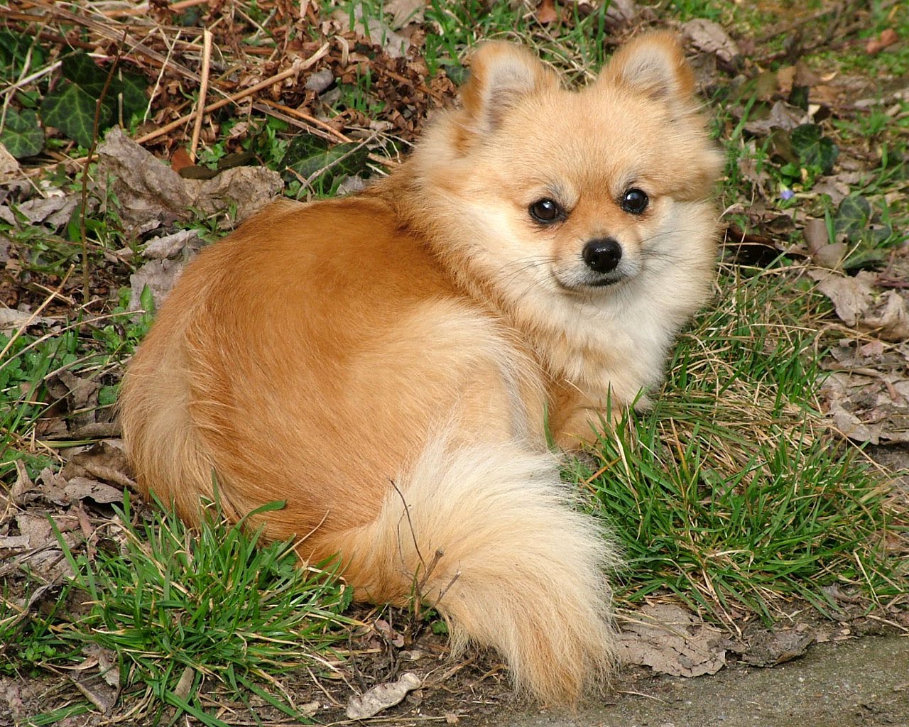 raising a pomeranian pomeranian breed standards coco the blogging raising a pomeranian pomeranian breed standards coco the blogging
