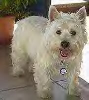 Identifying+dog+breeds+chart