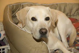 German+dog+breeds+list