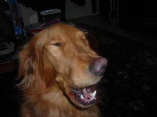 puppy sneezing a lot sneezing a lot f f info 2017 puppy sneezing a lot sneezing a lot f f info 2017