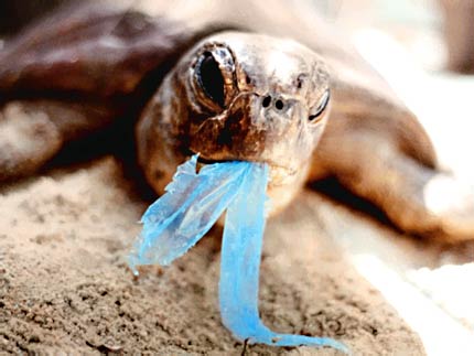 turtle with a plastic bag