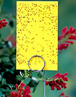 yellow sticky trap for sciarid flies