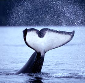 [orca+tail.jpg]