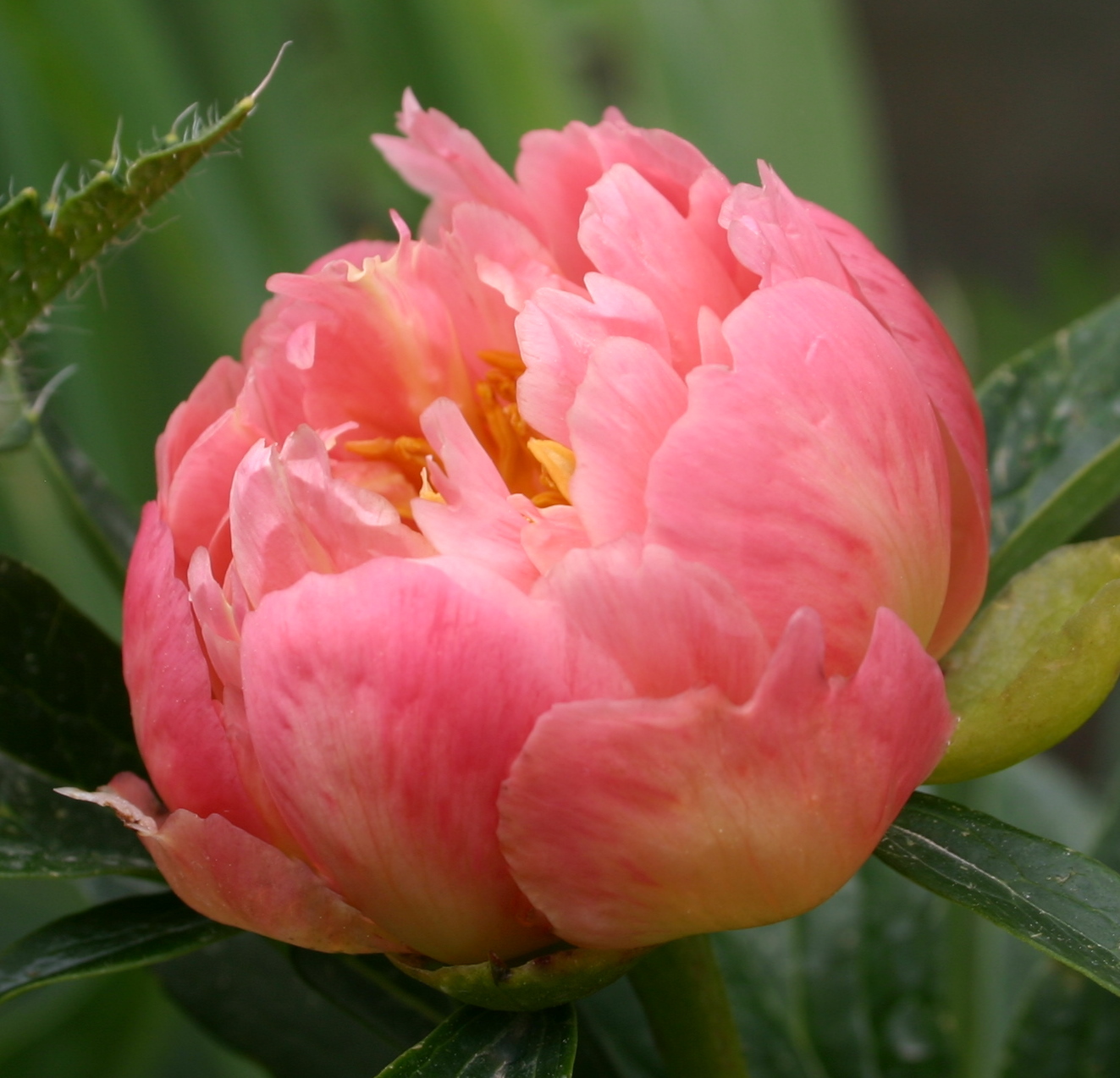 Peony Bud