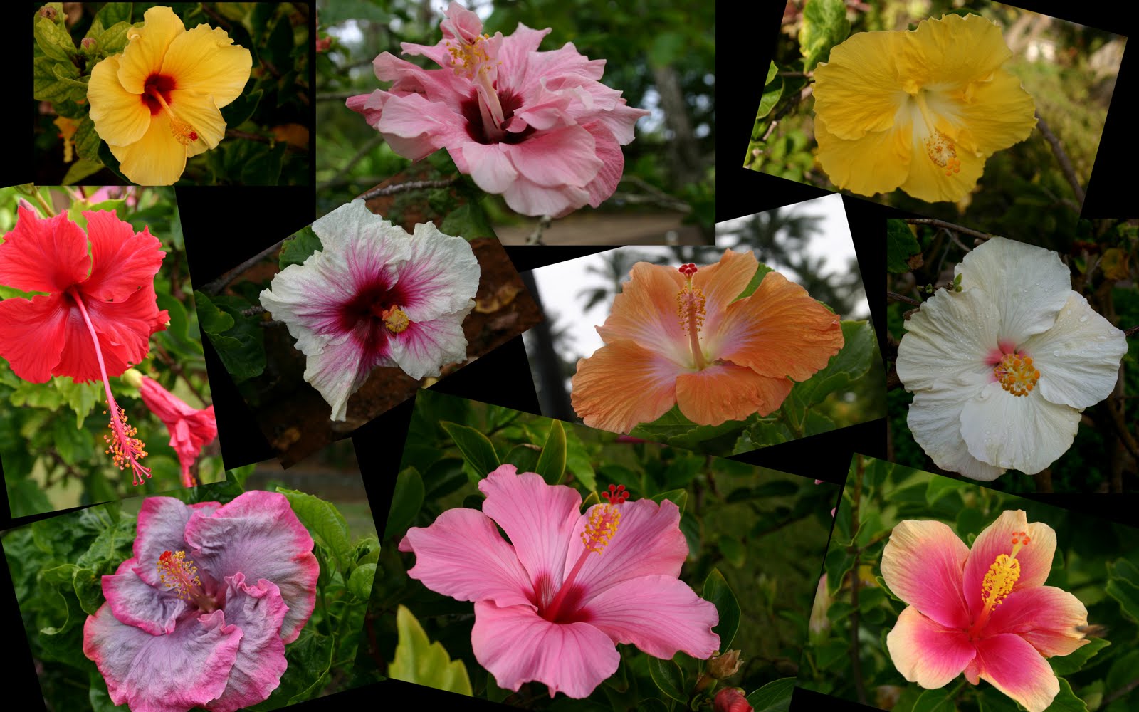 GIANT HIBISCUS ONLY A DAY'S BLOOM, BUT WHAT A BLOOM! Sowing the Seeds