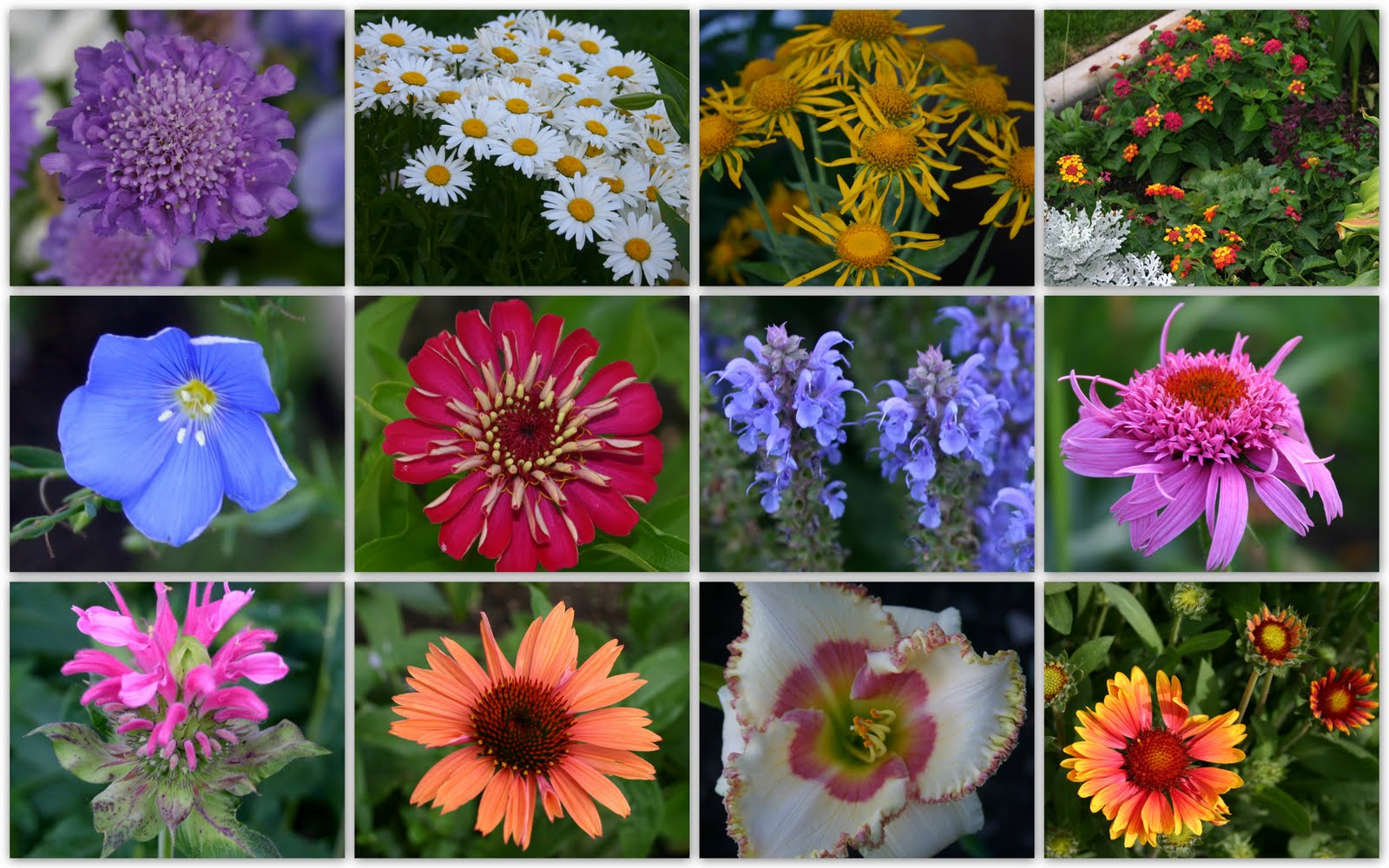 SOME PLANTS REALLY DO LIKE HOT, DRY WEATHER! Sowing the Seeds