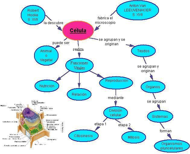 Blog BioPato: Mapa conceptual sobre la celula